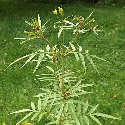 Gewürztagetes Huacatay