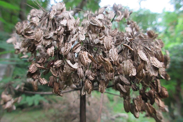 Angelica reife Samen