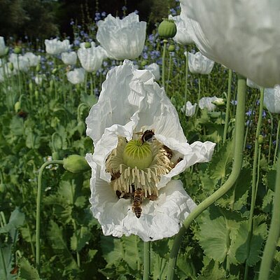 Mohn Reinweißer