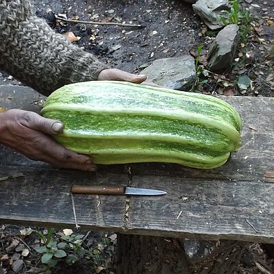 Zucchini Andres