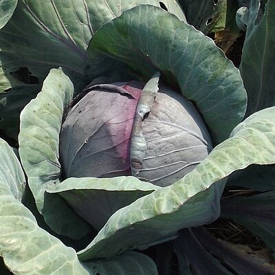 Rotkohl Rodynda
