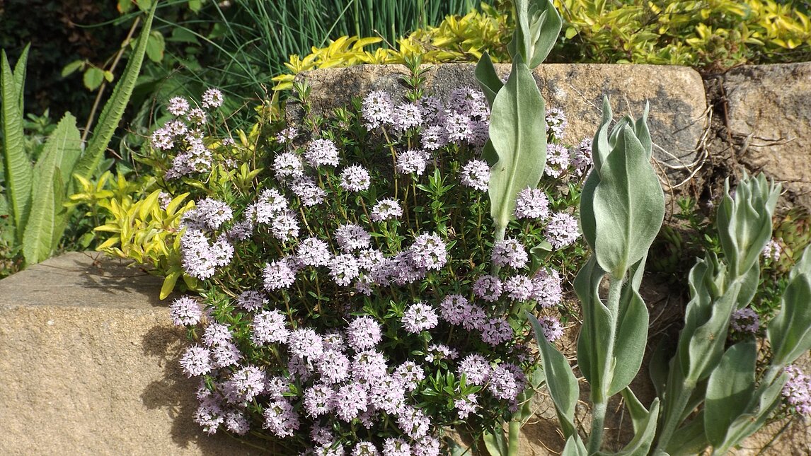 Thymian - Thymus vulgaris