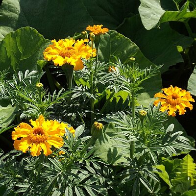 Tagetes Gründüngung