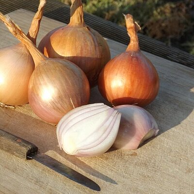 Zwiebel Rose de Keruel