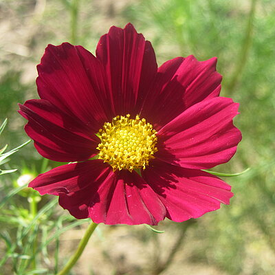 Essbare Blüten
