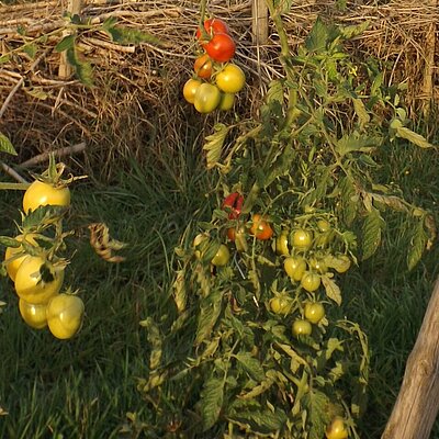 Tomate Salat Dorenia
