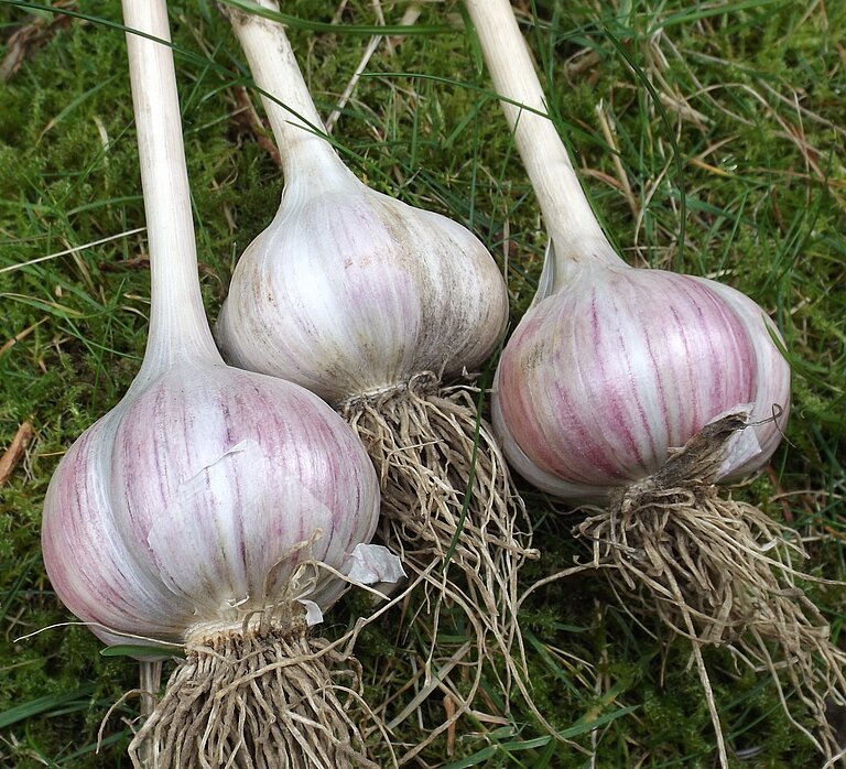 Knoblauch