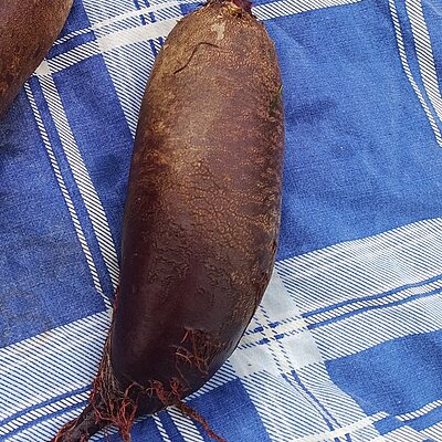 Rote Bete Foniro