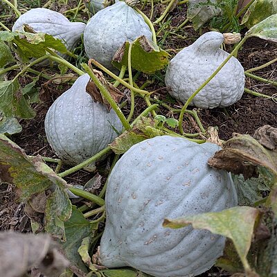 Kürbis Blue Hubbard