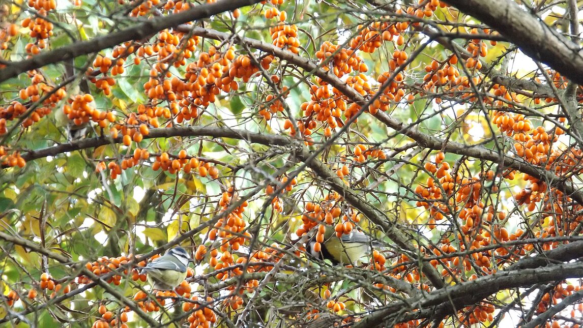 Drei Blaumeisen im Sanddorn