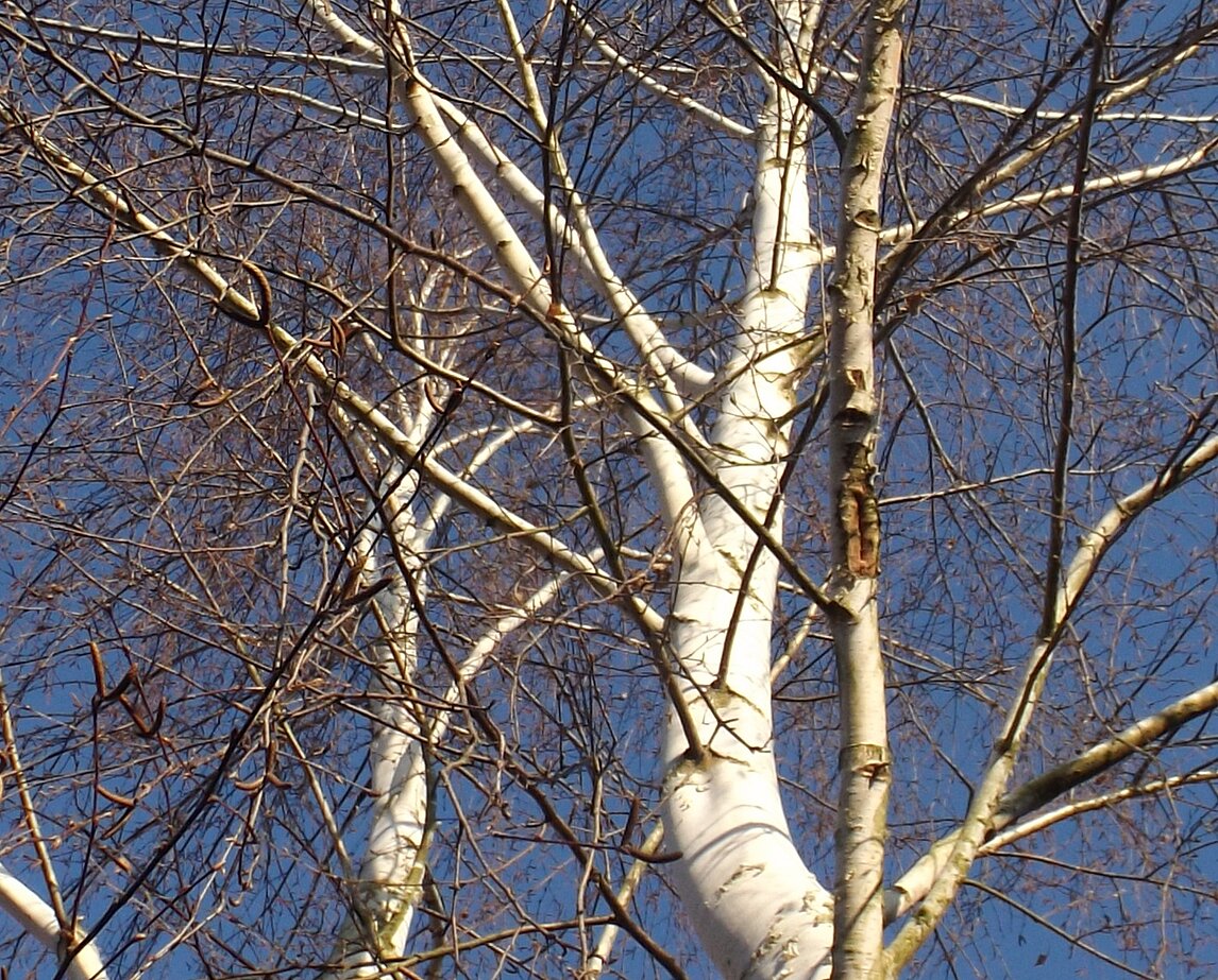 Winterbilrke in Biesenthal