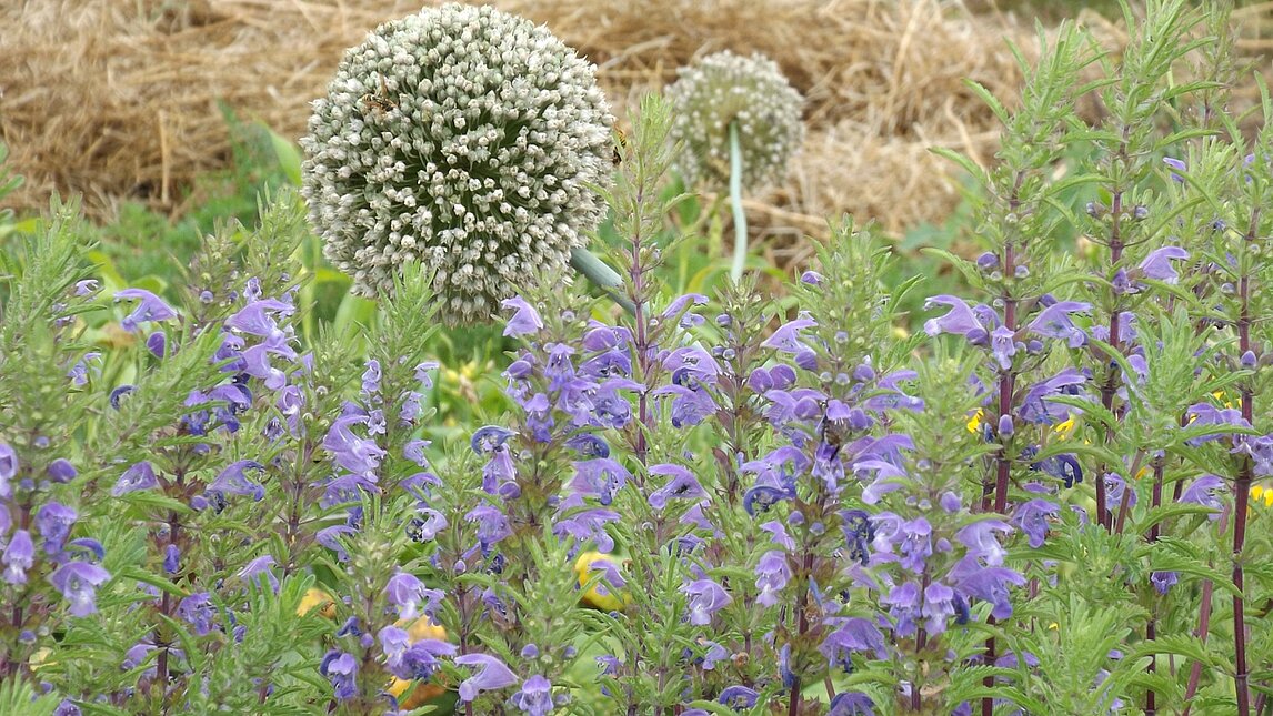Türkischer Drachenkopf - Dracocephalum moldavicum & Porreeblüte - Allium porrum Türkischer Drachenkopf - Dracocephalum moldavicum & Porreeblüte - Allium porrum