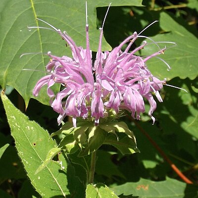 Monarde Mischung