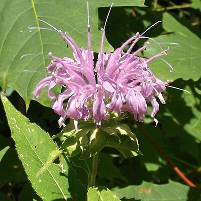 Monarde Mischung