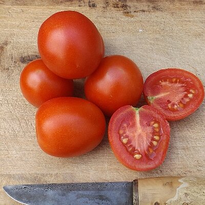 Tomate Salat Dorenia