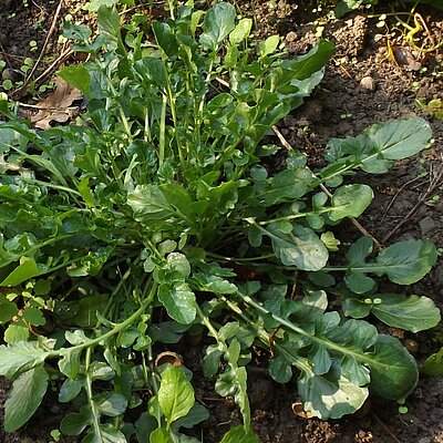 Winterkresse Frühlingsbarbenkraut