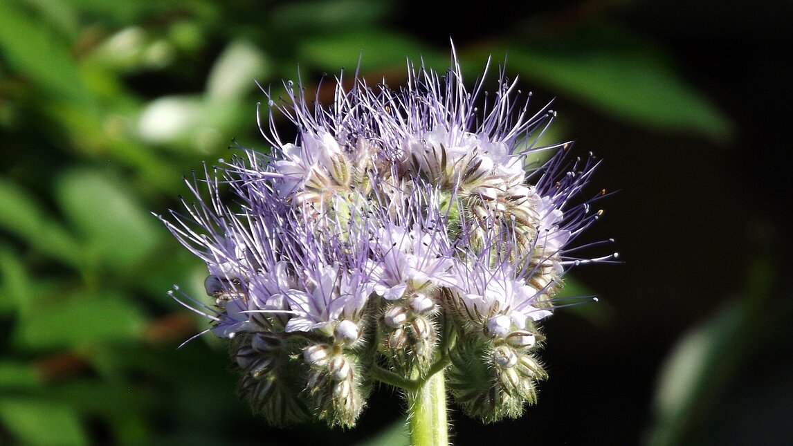 Phacelia - Phacelia tanacetifolia