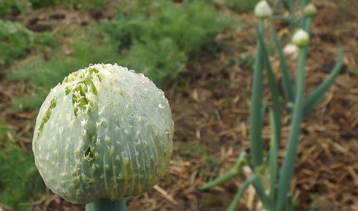 Frühling