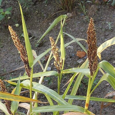 Sawa-Hirse