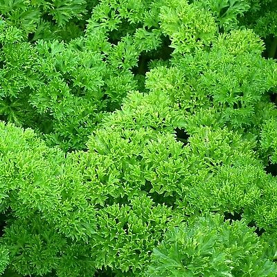 Petersilie Mooskrause