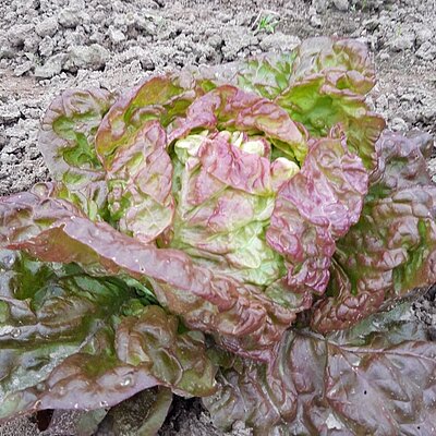 Kopfsalat Merveille de quatre saisons