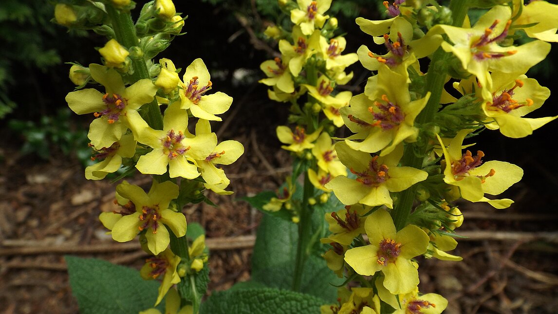 Schwarze Königskerze - Verbascum nigrum