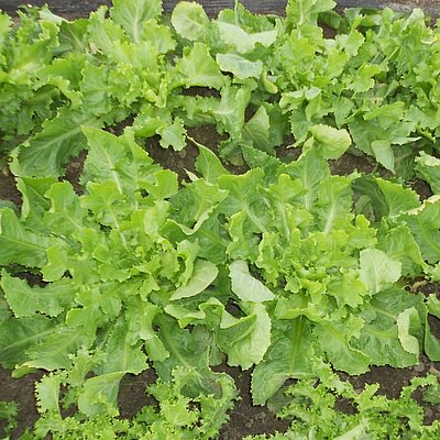 Endivie Cornet d`Anjou