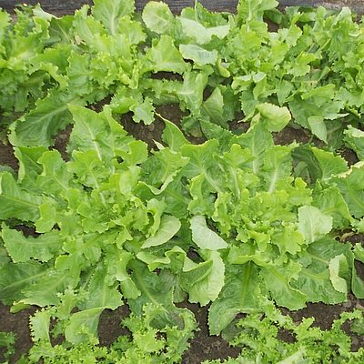 Endivie Cornet d`Anjou