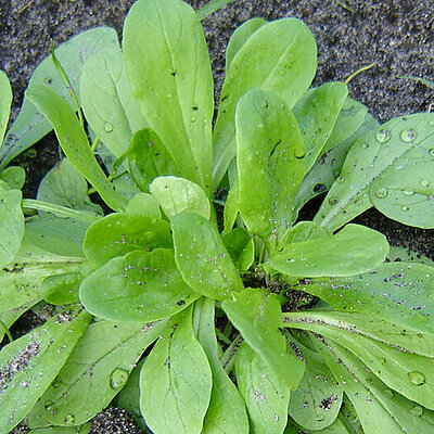 Feldsalat Holländischer Breitblättriger