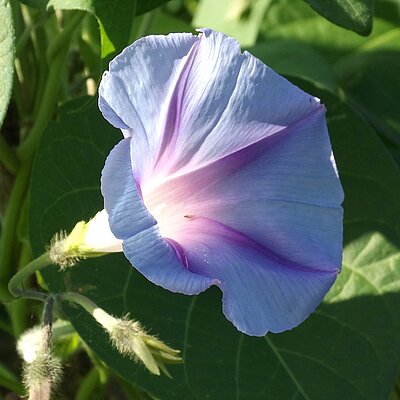 Prunkwinde bunte Mischung