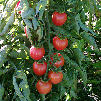 Cherrytomate Resi