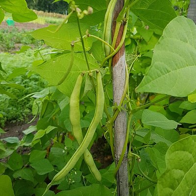 Stangenbohne Cobra
