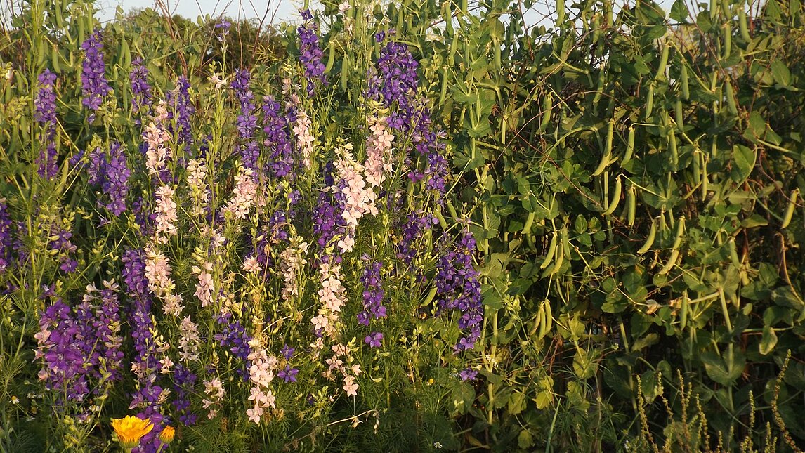 Lanzenrittersporn - Delphinium ajacis - im Permakulturbeet