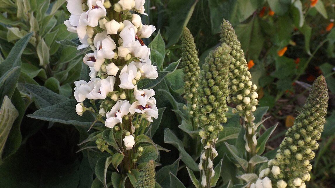 Weiße Königskerze - Verbascum nigrum 'Album'