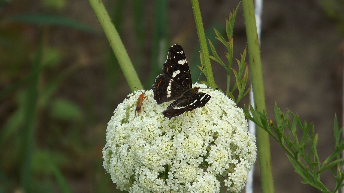 Eisvogel an Möhrendolde
