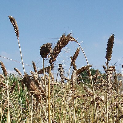 Winterweizen Trittauer Goldkorn