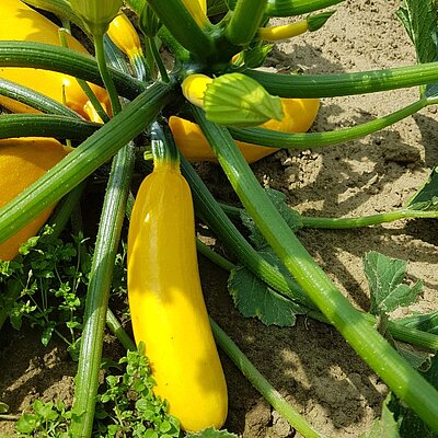 Zucchini Solara