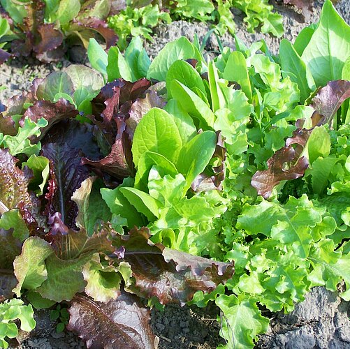 Blatt und Stielgemüse