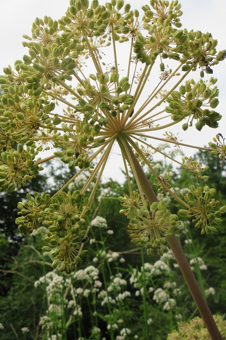 Engelwurz Dolde mit Samen
