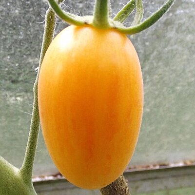 Flaschentomate Striped Roman