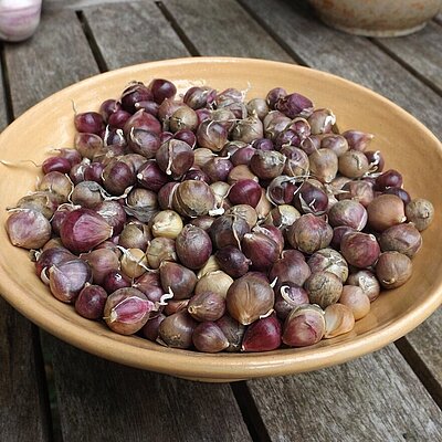 Knoblauch Thermidrome (Bulbillen)