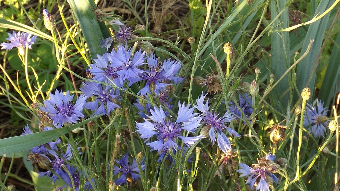 Kornblume - Centaurea cyanus