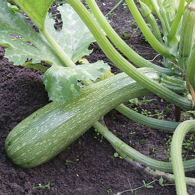 Zucchini Alberello di Sarzana