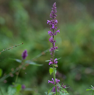 Lavendel Agastache Mearnsii