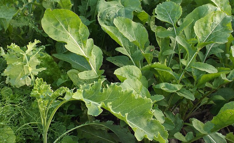 Babyleaf Mischkultur Babyleaf Mischkultur