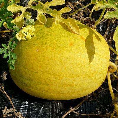 Wassermelone Golden Midget