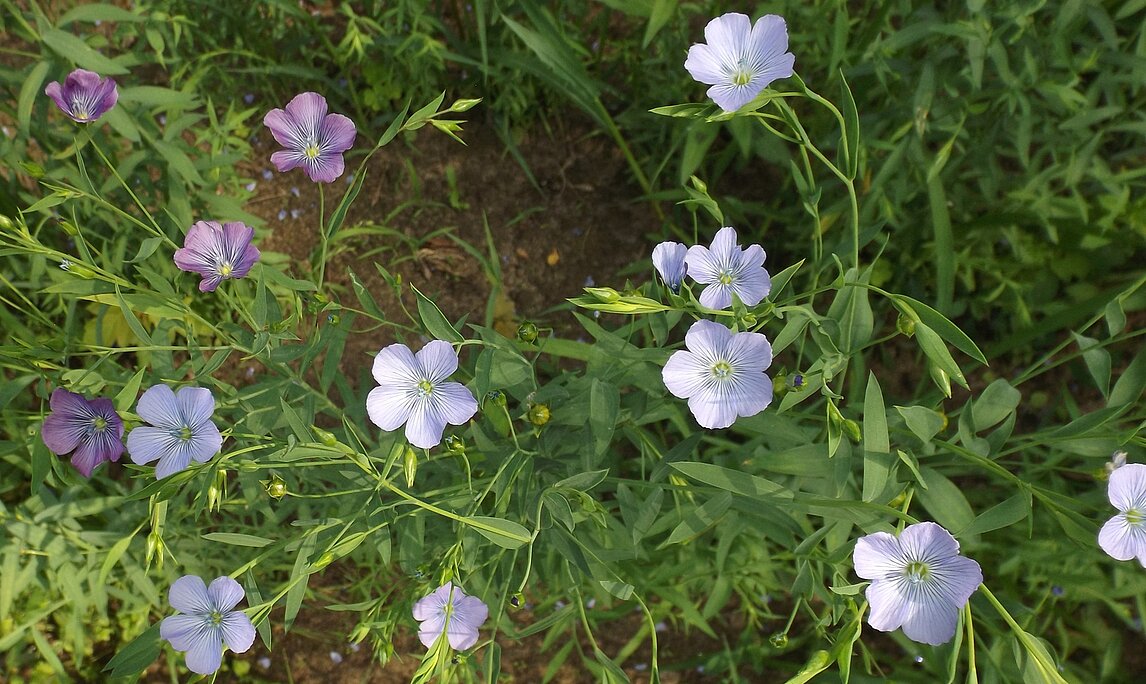 Lein Stemanthe - Linum usitatissimum