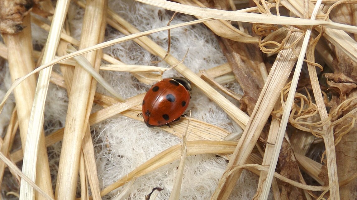 Marienkäfer - Coccinellidae Marienkäfer - Coccinellidae