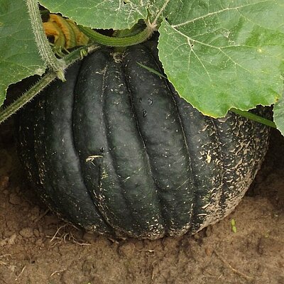 Kürbis Futsu Black Rinded