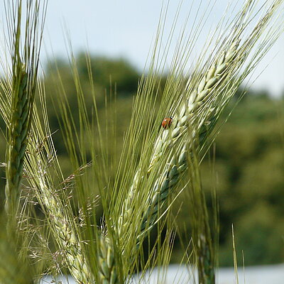 Emmer Wild Spontaneovillosum